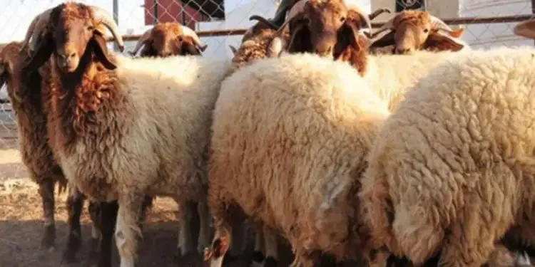 Tunisie - Prix des moutons de l’Aïd : Les bouchers et les agriculteurs en profond désaccord
