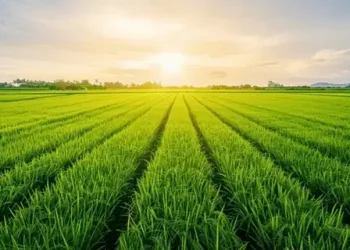 Tunisie - Agriculture :  Plan ambitieux pour 2035 ?