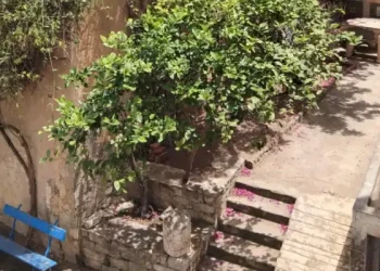 Tunisie - Snapshot : Un jardin serein dans le faubourg sud de Tunis