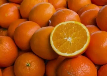 Exportations d’agrumes : La Tunisie enregistre une croissance de 46%