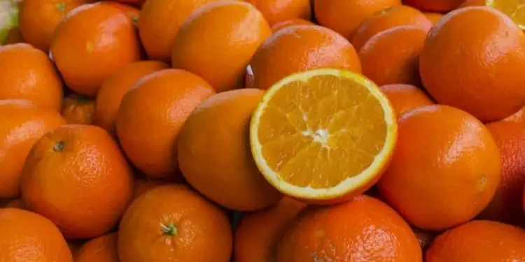 Exportations d’agrumes : La Tunisie enregistre une croissance de 46%