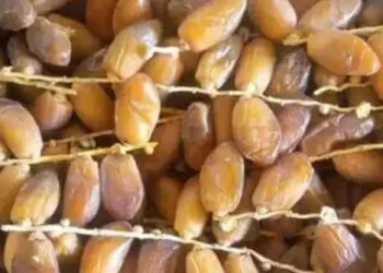 Tunisie : Les recettes des exportations de dattes en recul de 4,3%