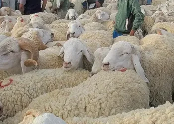 Tunisie : Aid al-Idha prévu pour le 6 juin 2025 selon la Cité des Sciences