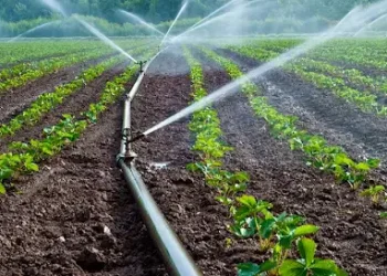Eaux usées traitées : Un programme pour irriguer 20 000 hectares en Tunisie