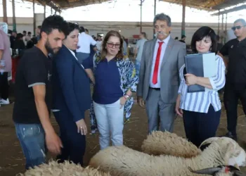 Tunisie : Des députés alertent sur la gestion des viandes avant l’Aïd