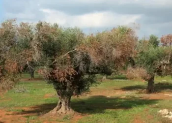 Tunisie : Alerte à la Xylella, la bactérie qui a ravagé 20 millions d’oliviers en Italie