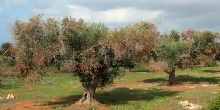 Tunisie : Alerte à la Xylella, la bactérie qui a ravagé 20 millions d’oliviers en Italie