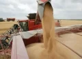 Tunisie : Vers un stockage en plein air des céréales face à une récolte abondante