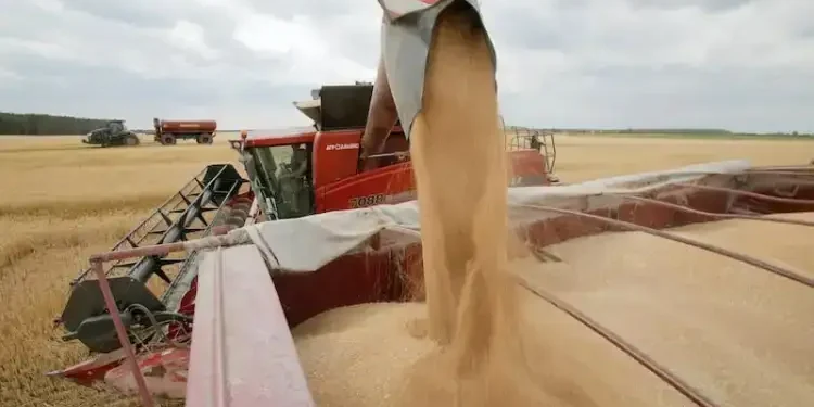 Tunisie : Vers un stockage en plein air des céréales face à une récolte abondante