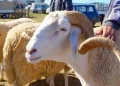 Les Tunisiens ont-ils boudé le mouton du sacrifice ?