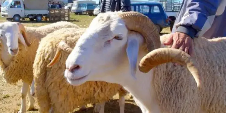 Les Tunisiens ont-ils boudé le mouton du sacrifice ?