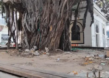 Tunis : Des arbres centenaires et la crasse tout autour