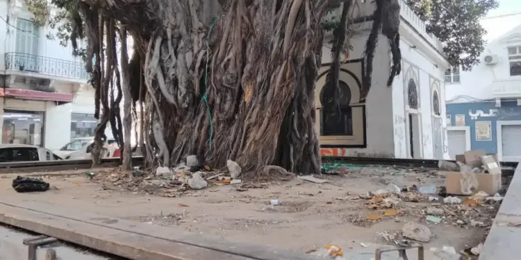 Tunis : Des arbres centenaires et la crasse tout autour