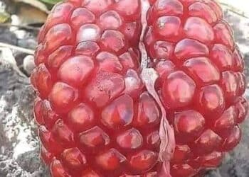 Notre arc-en-ciel sous le croissant