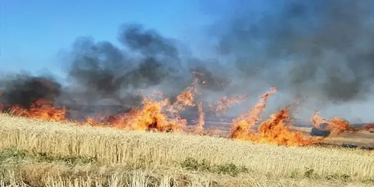 Incendies à Jendouba et Béja : plusieurs hectares de blé et d’orge détruits