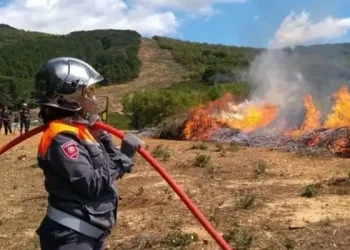 Tunisie : 149 incendies en 24h, la Protection civile en alerte maximale