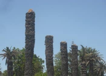 A Carthage, un café prend tous les pouvoirs dans une commune dépassée