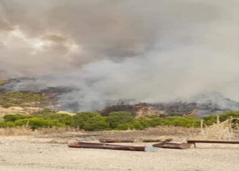 La forêt de Jebel Om Labouab ravagée par le feu : Deux gardes-forestiers arrêtés