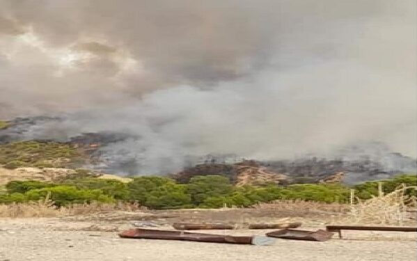 La forêt de Jebel Om Labouab ravagée par le feu : Deux gardes-forestiers arrêtés