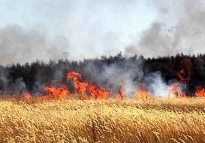 Tunisie : 594 incendies en seulement 9 jours