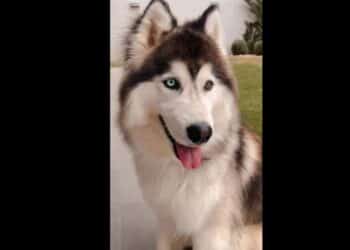 Tunisie : Sky, ce Husky qui risque l'abattage pour une r&eacute;action naturelle !