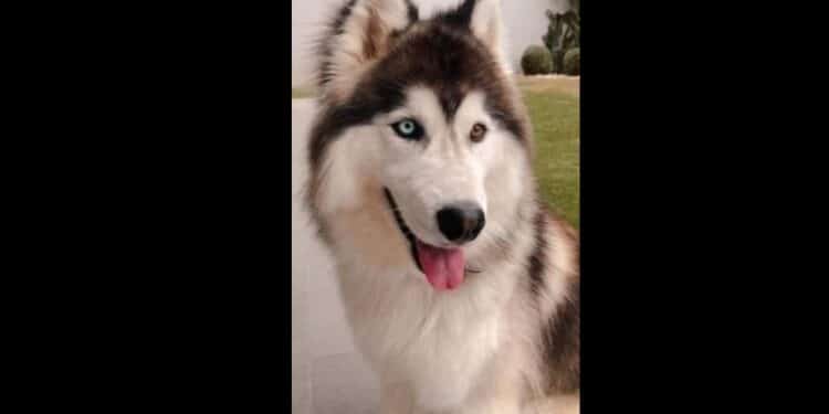 Tunisie : Sky, ce Husky qui risque l'abattage pour une r&eacute;action naturelle !