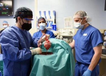 D&eacute;c&egrave;s du patient qui s'est fait greffer un c&oelig;ur de porc