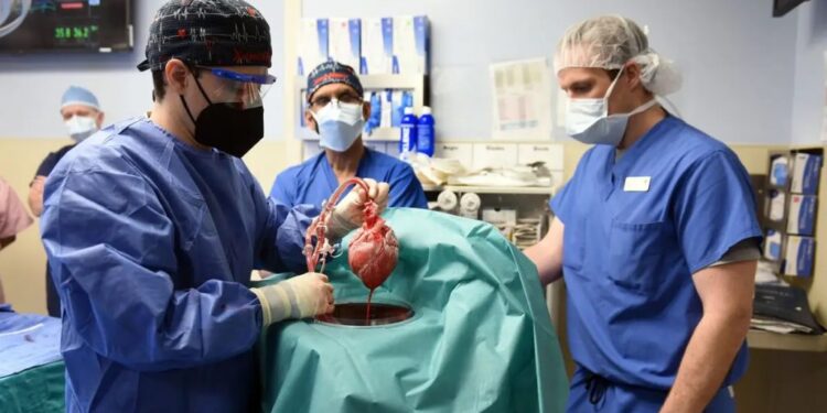 D&eacute;c&egrave;s du patient qui s'est fait greffer un c&oelig;ur de porc