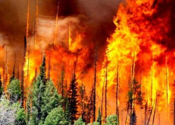 Incendies en Algérie : Le bilan s'alourdit à 77 morts