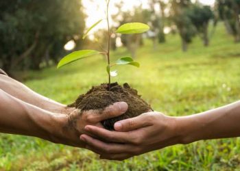 Tunisie : Campagne de reforestation suite aux incendies