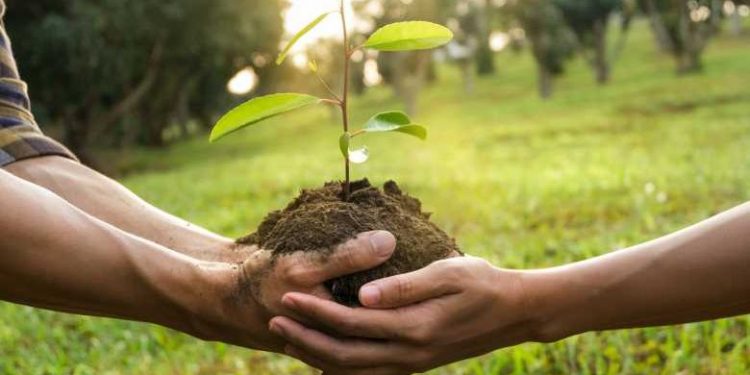 Tunisie : Campagne de reforestation suite aux incendies