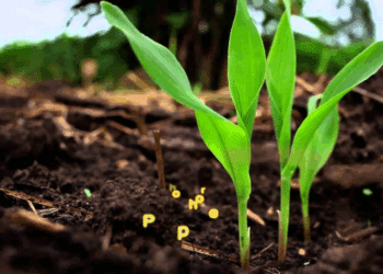La Tunisie &eacute;lue pour abriter le congr&egrave;s mondial de l'agriculture biologique