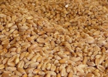 Tunisie : Hausse de 31,4%&nbsp;des importations alimentaires durant les 5 premiers mois de 2017