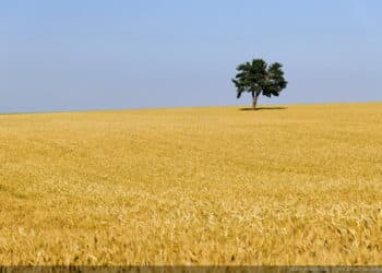 Tunisie : Une r&eacute;colte c&eacute;r&eacute;ali&egrave;re record pr&eacute;vue &agrave; Bizerte !