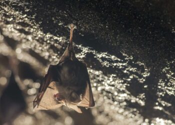 Un coronavirus très proche du Covid-19 identifié chez des chauves-souris