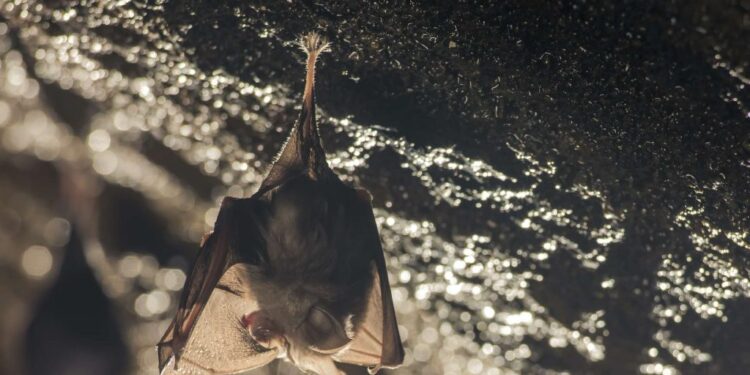 Un coronavirus très proche du Covid-19 identifié chez des chauves-souris