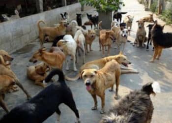 Rage : Les Etats-Unis interdisent l'entr&eacute;e des chiens en provenance de Tunisie