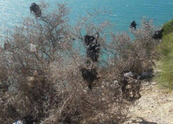 Scandaleux : La plus belle vue sur le golfe de Tunis polluée par des détritus