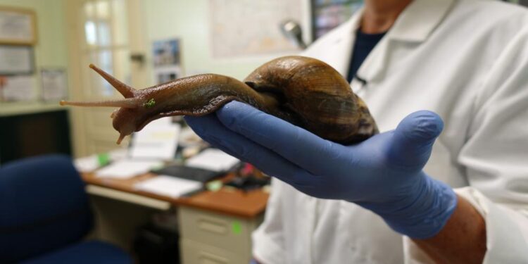 Des escargots géants envahissent la Floride !