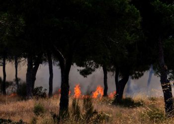 Tunisie : 112 incendies maîtrisés en 24 heures