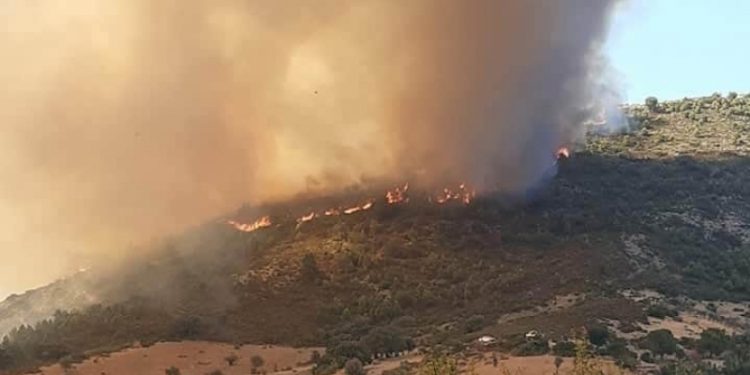 Tunisie - Incendies : 202 feux maîtrisés en 24 h par la Protection civile