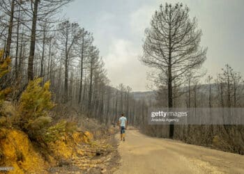 Jendouba : Plus de 5700 ha de forêts ravagés par les incendies à Jendouba !