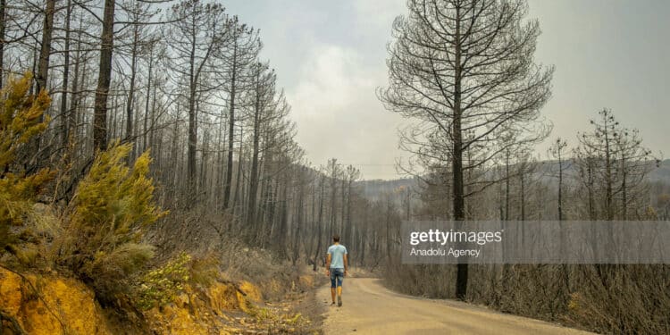 Jendouba : Plus de 5700 ha de forêts ravagés par les incendies à Jendouba !