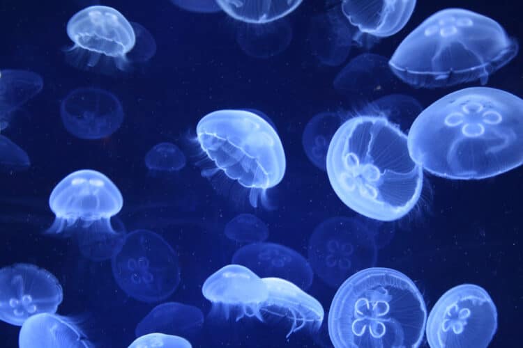 Invasion précoce de méduses en Tunisie