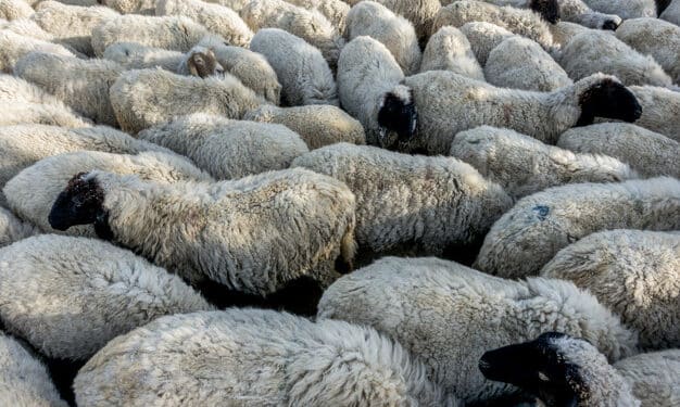 A&iuml;d el-Idha : Le prix de vente des moutons fix&eacute; &agrave; 13 DT/kg