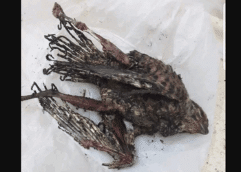 Kairouan : Un oiseau &agrave; l'origine d'une coupure d'&eacute;lectricit&eacute;