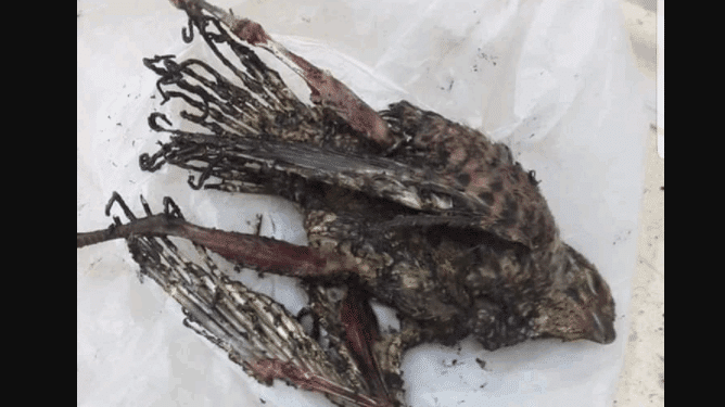 Kairouan : Un oiseau &agrave; l'origine d'une coupure d'&eacute;lectricit&eacute;