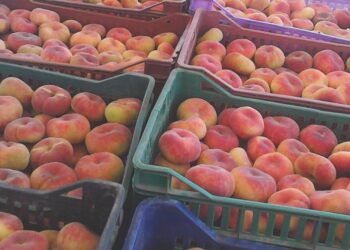 Tunisie : Les exportations des fruits en hausse de 97%