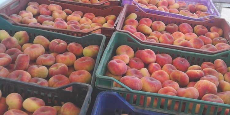 Tunisie : Les exportations des fruits en hausse de 97%