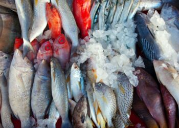 Tunisie : Les villages SOS et les hôpitaux ont bénéficié du don mauritanien de poissons
